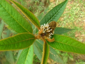 Planta da espécie Croton triqueter apresenta capacidade de sequestro de radicais livres